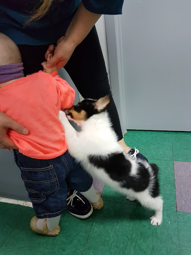 Pet Store «Petland Fairfax», reviews and photos, 9404 Main Street, Fairfax, VA 22031, USA