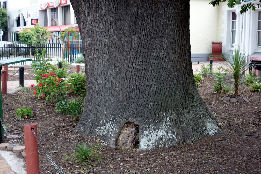 The Old Oak Slave Tree