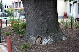 The Old Oak Slave Tree image