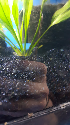 Pet Store «Fish 4 U», reviews and photos, 4010 Highland Dr #1, Millcreek, UT 84124, USA