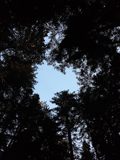 Nature Preserve «LandPaths Grove of Old Trees», reviews and photos, 17599 Fitzpatrick Ln, Occidental, CA 95465, USA