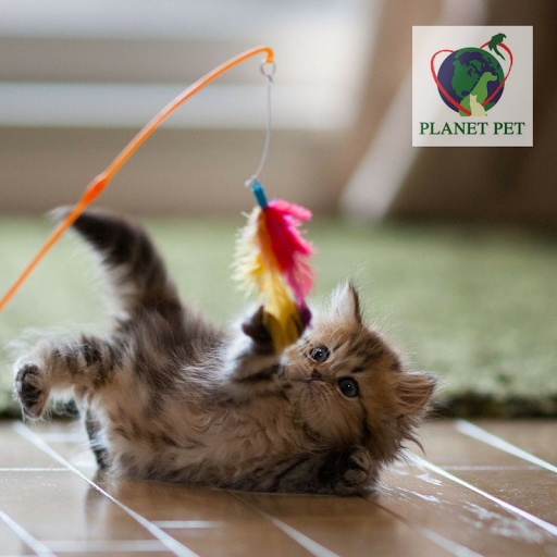 Pet Store «Planet Pet», reviews and photos, 1980 W Fairbanks Ave, Winter Park, FL 32789, USA