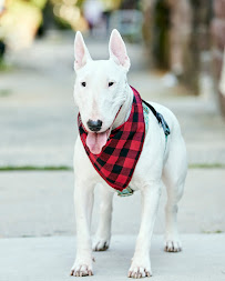 PK Pet Sitters NYC - Photo 3 - Car repair in , New York