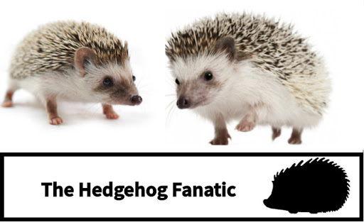 Hedgehogs for sale @ The Hedgehog Fanatic