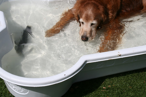 Pet Boarding Service «Ohana Pet Resort», reviews and photos, 25 N Grove St, Merritt Island, FL 32953, USA