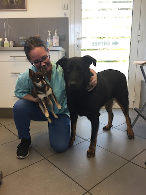 CLINIQUE VETERINAIRE DU RIVET à Sainte-Maxime