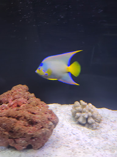 Aquarium «Marine EXTREMES», reviews and photos, 6257 E 21st St N, Wichita, KS 67208, USA