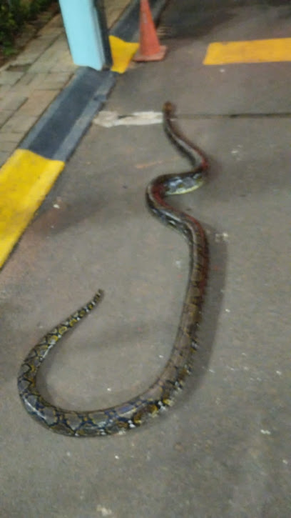 pawang ular Snake Rescue jabodetabek
