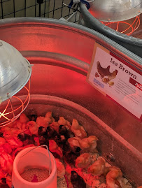 Tractor Supply Co. - Photo 7 - Car repair in Herkimer, NY, Utica