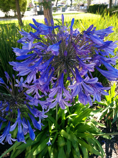 Hotel «Juniper Hotel Cupertino, Curio Collection by Hilton», reviews and photos, 10050 S De Anza Blvd, Cupertino, CA 95014, USA