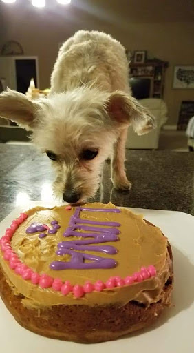 Pet Supply Store «Treats Unleashed», reviews and photos, 306 Mid Rivers Center, St Peters, MO 63376, USA