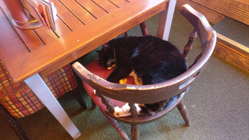 Cafe cats Plymouth