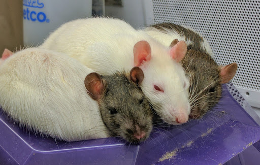 Pet Supply Store «Petco Animal Supplies», reviews and photos, 7303 Pinnacle Pkwy, Covington, LA 70433, USA