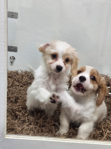 Pet Store «Puppy City», reviews and photos, 3343 Valley Pike, Winchester, VA 22602, USA