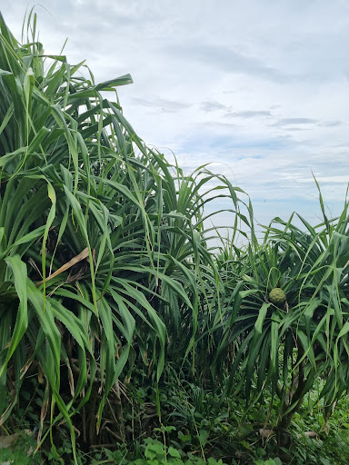 Top 20 cửa hàng akemi Huyện Lý Sơn Quảng Ngãi 2022