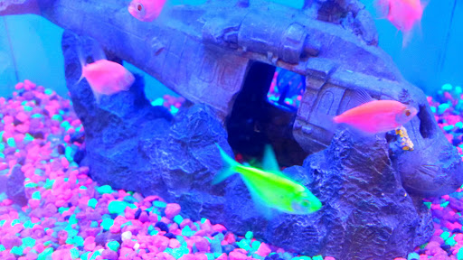 Pet Supply Store «PetSmart», reviews and photos, 32962 FM 2978 Rd, Magnolia, TX 77354, USA