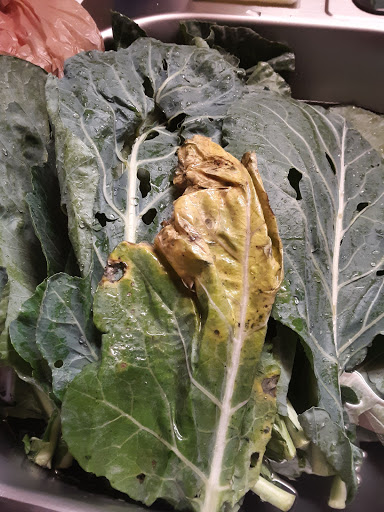 Grocery Store «Food Lion», reviews and photos, 980 Kildaire Farm Rd, Cary, NC 27511, USA