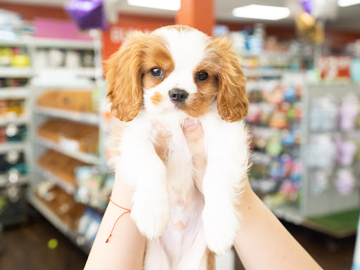 Pet Supply Store «Petland Tyler», reviews and photos, 4512 S Broadway Ave, Tyler, TX 75703, USA