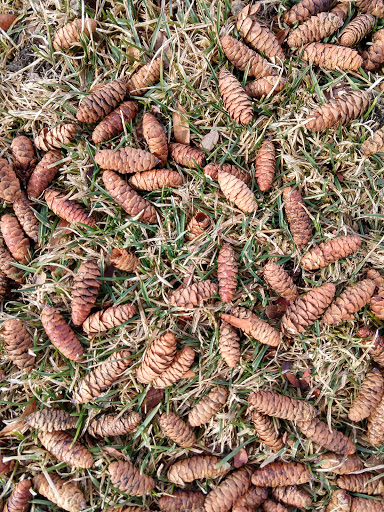 Golf Course «Hiawatha Golf Course», reviews and photos, 4553 Longfellow Ave, Minneapolis, MN 55407, USA