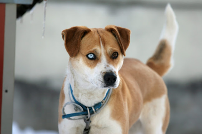 ΣΛΙΜΠΑΣ ΒΑΣΙΛΕΙΟΣ ΚΤΗΝΙΑΤΡΟΣ ΕΔΕΣΣΑ