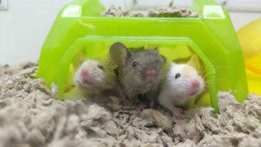 Pet Supply Store «Petco Animal Supplies», reviews and photos, 5177 Eldorado Pkwy, Frisco, TX 75033, USA