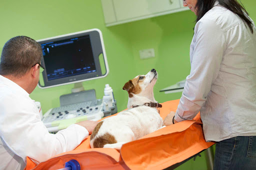 Tierartzpraxis Dr. Kai Rössler unter Lauben, 