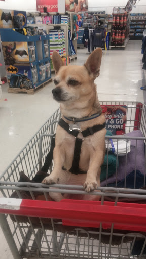 Discount Store «Kmart», reviews and photos, 2280 N Ocean Ave, Farmingville, NY 11738, USA