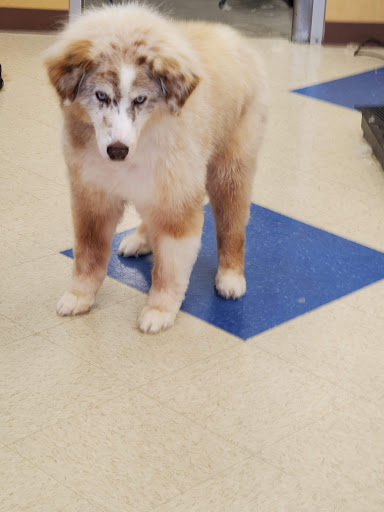 Pet Supply Store «Petsense Lenoir», reviews and photos, 1009 Blowing Rock Blvd, Lenoir, NC 28645, USA