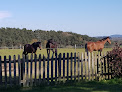 Falcon Farm Livery Yard