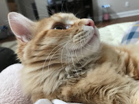 Pet AuPair Extraordinaire, LLC.. - Photo 9 - Car repair in Madison, AL, Huntsville