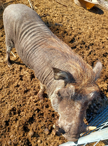 Ranch «Giraffe Ranch», reviews and photos, 38650 Mickler Rd, Dade City, FL 33523, USA