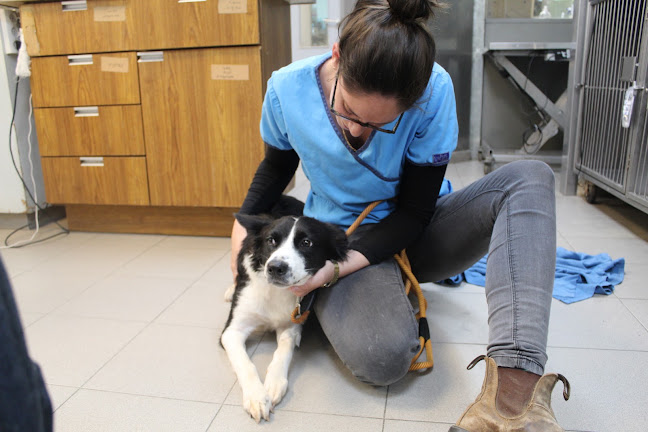 Comentarii opinii despre The Cat Vet בית חולים לחתולים בלבד, דר׳ שרון רגב
