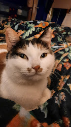 Photo n°6 de Clinique vétérinaire St Jacques à Agen ()