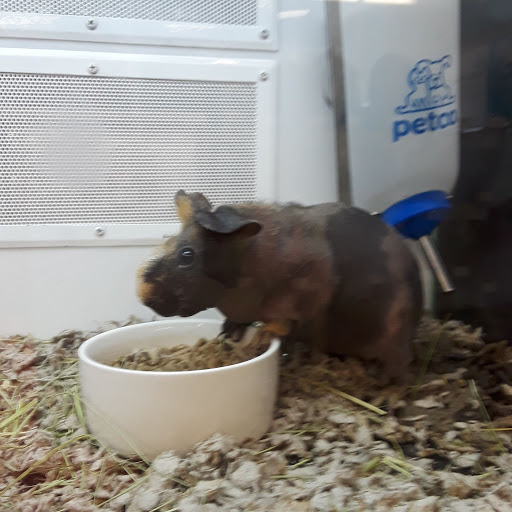 Pet Supply Store «Petco Animal Supplies», reviews and photos, 390 East 525 North, Harrisville, UT 84404, USA