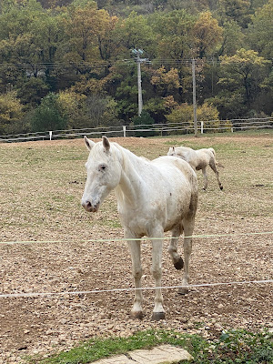 Centre Equestre Country Club à Millau