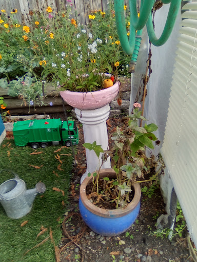 Health Food Store «Sprouts Farmers Market», reviews and photos, 401 Kenilworth Dr #1040, Petaluma, CA 94952, USA