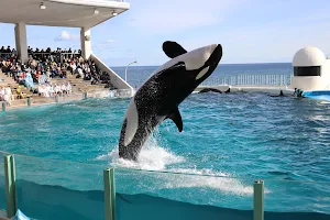Ocean Stadium (Orca Performance) image