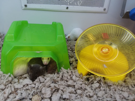 Pet Supply Store «Petco Animal Supplies», reviews and photos, 975 NW Gilman Blvd E, Issaquah, WA 98027, USA