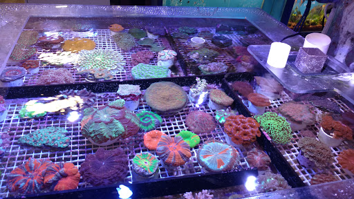 Tropical Fish Store «All About Fish», reviews and photos, 102 2nd Ave, Pleasant Hill, CA 94523, USA