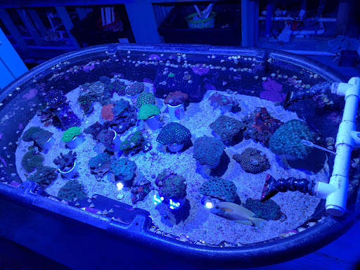 Tropical Fish Store «Fintastic Aquariums», reviews and photos, 3305 NW Main Ave, Jensen Beach, FL 34957, USA