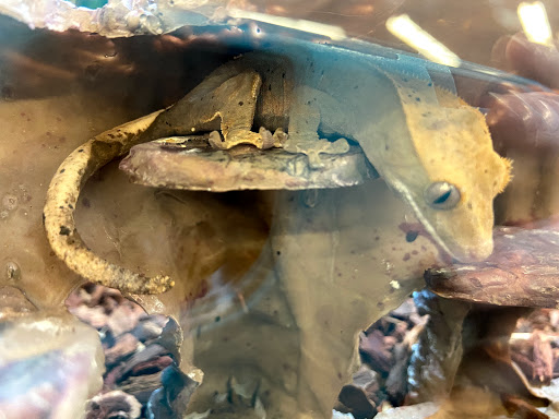 Pet Supply Store «Petco Animal Supplies», reviews and photos, 17930 Halsted St, Homewood, IL 60430, USA