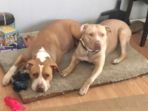 Pet Supply Store «Pet Supplies Plus», reviews and photos, 4824 Broadway St, Quincy, IL 62305, USA