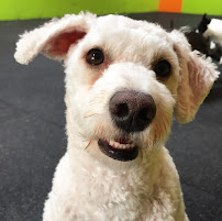 Good Dog Playcare - Photo 8 - Car repair in San Francisco, CA, Daly City