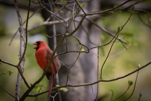 Nature Preserve «Cincinnati Nature Center», reviews and photos, 4949 Tealtown Rd, Milford, OH 45150, USA