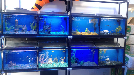 Pet Supply Store «Niagara Aquarium Co Inc», reviews and photos, 1345 Military Rd, Buffalo, NY 14217, USA