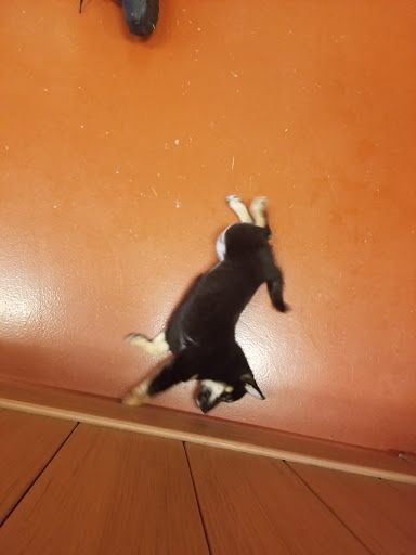 Pet Store «Just Pets», reviews and photos, 2154 E Commons Ave #327, Centennial, CO 80122, USA