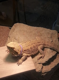 Animal Trax - Photo 7 - Car repair in Madison, AL, Huntsville