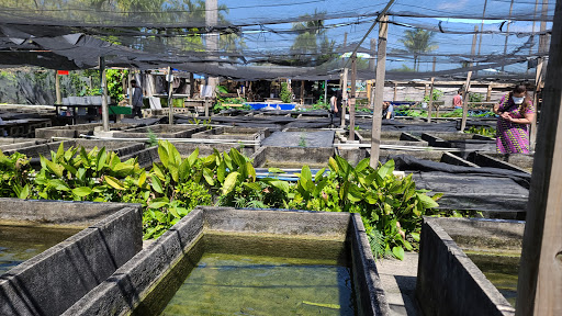 Tropical Fish Store «Neighborhood Fish Farm», reviews and photos, 12150 SW 45th St, Miami, FL 33175, USA