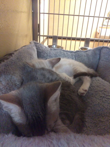 Pet Supply Store «PetSmart», reviews and photos, 1301 W Gladstone St, Glendora, CA 91740, USA