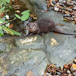 Photo n° 13 de l'avis de Mylène. fait le 01/11/2021 à 22:08 pour Zoo d'Amiens Métropole à Amiens